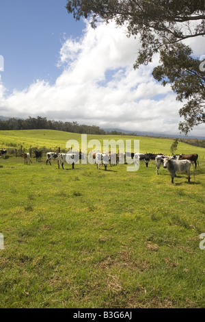 Colorful longhorn cattle in scenic pasture on the island of Maui