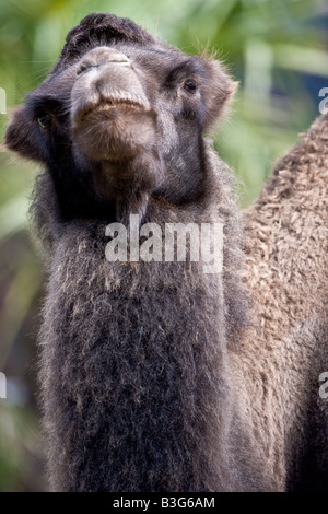 Bactrian Camel Stock Photo