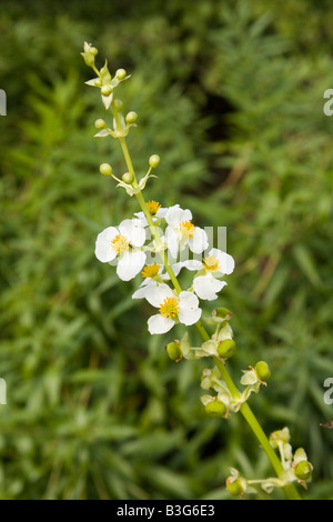 Broadleaf Arrowhead Sagittaria latifolia Stock Photo