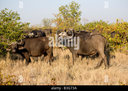 African buffalo (Syncerus caffer) bulls among Mopani trees in Kruger Park Stock Photo