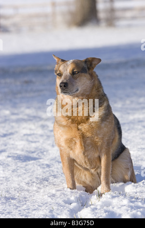 Australian Cattle Dog or red Heeler in snow on farm or ranch in the country Stock Photo