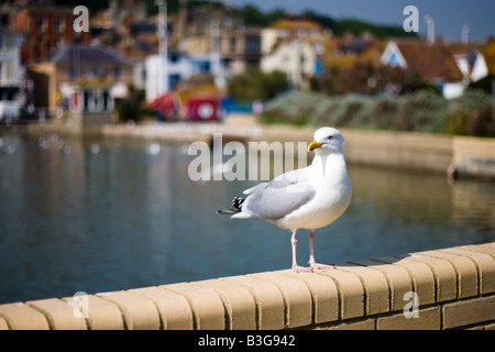 Sea gull sits on a wall in british seaside town of Hastings Stock Photo