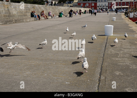 Gull in the harbour at Howth Irish sea Co Dublin Ireland Stock Photo