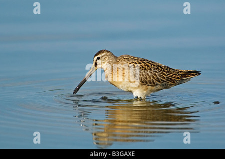 Short-billed dowitcher foraging during autumn migration Stock Photo