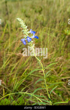 Azure Blue Sage Salvia azurea Prairie State Park Missouri United States 28 August Flower Lamiaceae Stock Photo