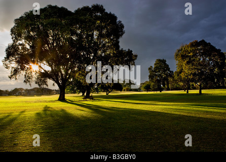 The sun setting behind trees at Lake Monger Reserve in Perth, Western Australia Stock Photo