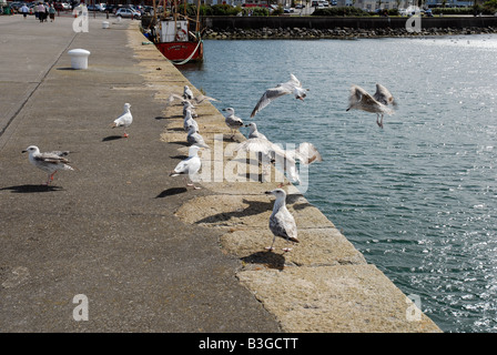 Gull in the harbour at Howth Irish sea Co Dublin Ireland Stock Photo