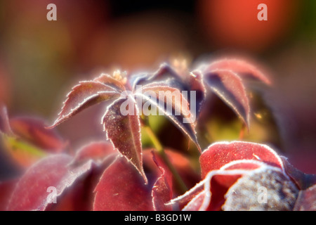 A Virginia Creeper at its Autumnal best Stock Photo