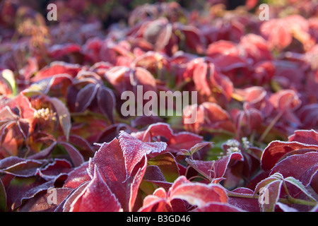 A Virginia Creeper at its Autumnal best Stock Photo