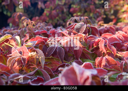 A Virginia Creeper at its Autumnal best Stock Photo