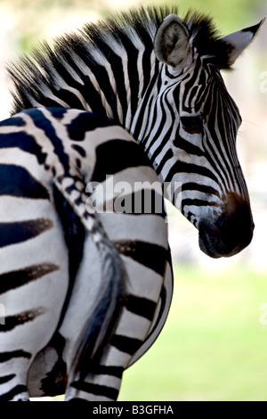 spotted zebra looking animal