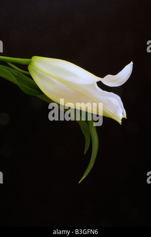 Single white lily on black background with space around subject for copy or graphic. Stock Photo