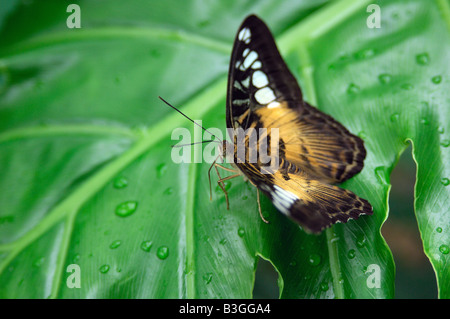 Tropical exotic Asian Clipper butterfly Parthenos sylvia sitting on a green leaf Stock Photo