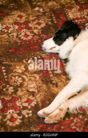 A border Collie dog asleep on a 1970 s carpet Stock Photo