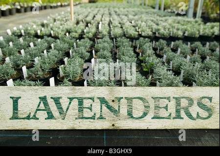 Herb growing at a garden centre near Bodmin Cornwall UK Stock Photo