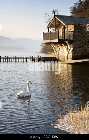 Mute Swan swimming in water on Ullswater ,Lake District, Cumbria Stock Photo