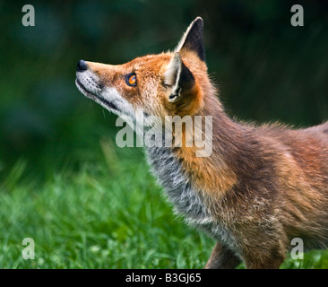 European Red Fox (Vulpes vulpes) in profile, UK Stock Photo