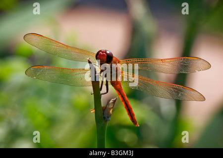 A Needhams Skimmer perches on a stalk in North Carolina Stock Photo