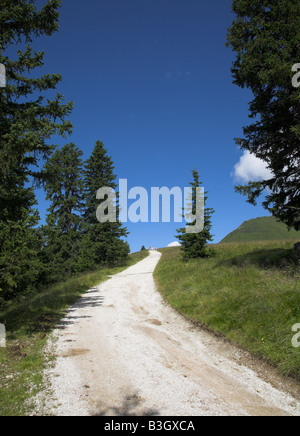 Empty road running through forest. Stock Photo