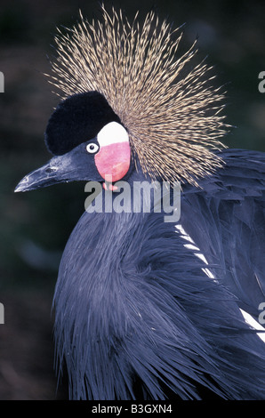 grue couronne CROWNED CRANE Balearica regulorum With crest for courtship Africa African animal animal portrait animal portraits Stock Photo