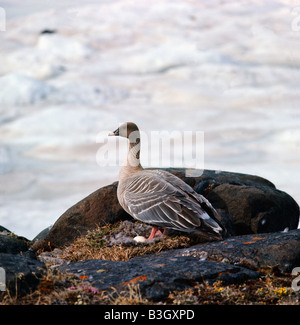 oie a bec court Pink footed goose Anser brachyrhynchus nesting Alone Animal construction Animal constructions Behavior Behaviors Stock Photo