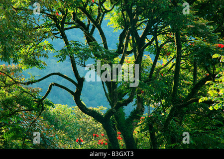 Enchanting blue beauty of Munnar,India Stock Photo