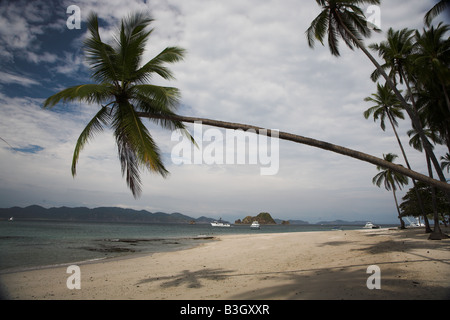 A palm tree stretches over Playa Tortuga or Turtle Beach near Montezuma in Costa Rica. Stock Photo