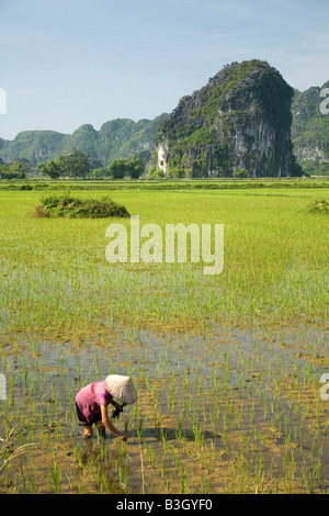A Vietnamese woman working in the paddy fields at Tam Coc in north central Vietnam. Affectionately called, Halong Bay on land. Stock Photo