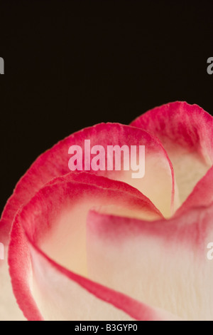 Pink and white Lisianthus flower against black background Stock Photo