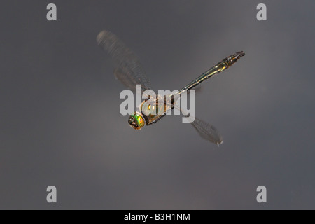 Downy Emerald Dragonfly in flight Stock Photo