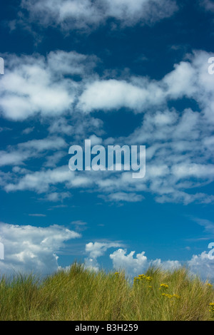 Grass on sand dune and alto cumulous clouds in deep blue sky Stock Photo