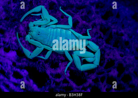 Bark Scorpion (Centruroides exilicauda) Photographed under UV light - Arizona - USA Climbers Most common around trees Stock Photo