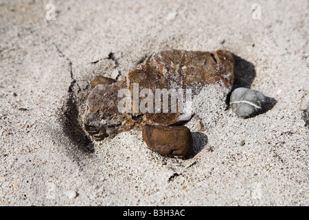 Stones, resembling a turtle found on Playa Tortuga or Turtle Beach near Montezuma in Costa Rica. Stock Photo