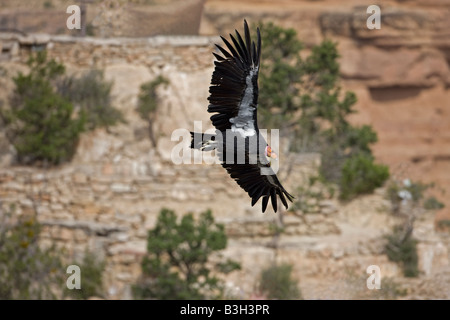 California Condor (Gymnogyps californianus) Soaring over Grand Canyon - Arizona - USA - Endangered species Stock Photo