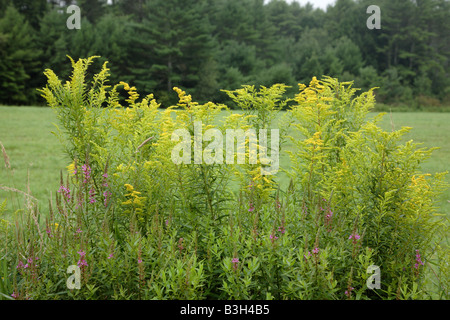 Golden Rod Salidago in a New England forest during the summer months The Golden Rod is part of the Aster family Stock Photo