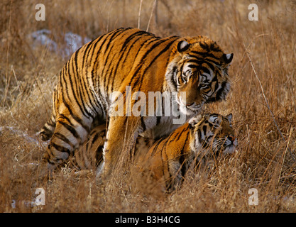 Amur or Siberian tiger Panthera tigris altaica mating China Stock Photo