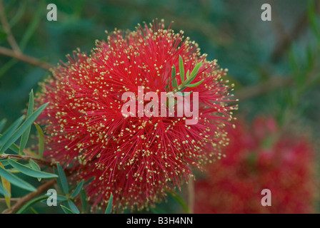 Red Melaleuca fulgens Stock Photo