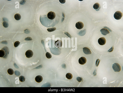 Frog spawn Rana temporaria showing 2 and 4 celled embryos surrounded by protective jelly