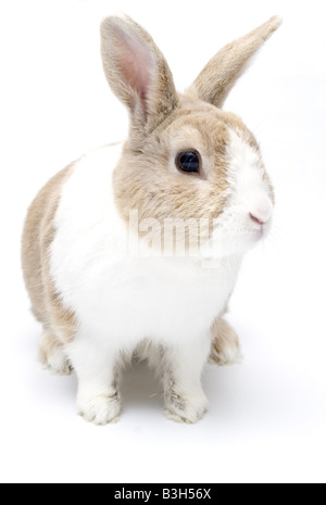 A cream coloured Dutch rabbit on a white background Stock Photo - Alamy