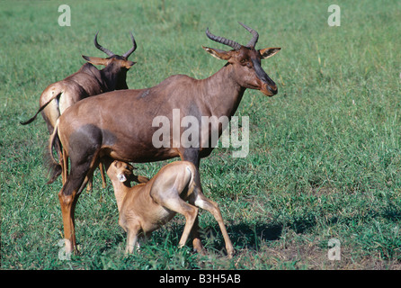 Tsessebe Damaliscus lunatus calf suckling Okavango Delta Botswana Stock Photo