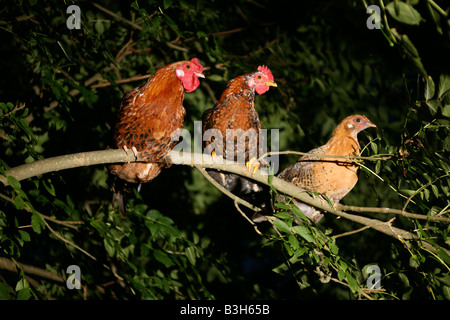 three free range chickens roosting in trees away from the danger of a fox attack Normandy France Stock Photo