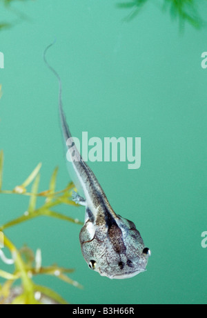 Tadpole of south african clawed frog Xenopus laevis Stock Photo