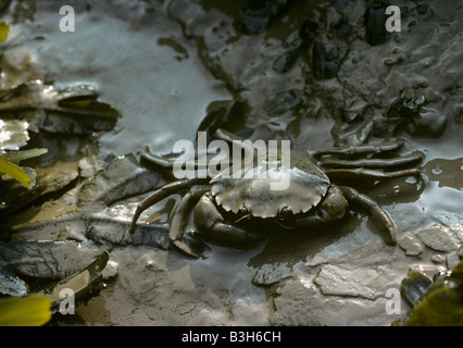 Shore crab Carcinus maenas walking over muddy shore