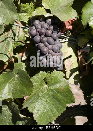 Pinot noir grapes growing on a grapevine at Chard Farm vineyard and winery, Central Otago, New Zealand Stock Photo