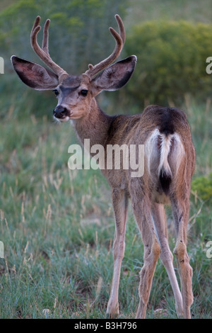 Mule Deer (Odocoileus hemionus) Arizona USA Buck in velvet in field Stock Photo