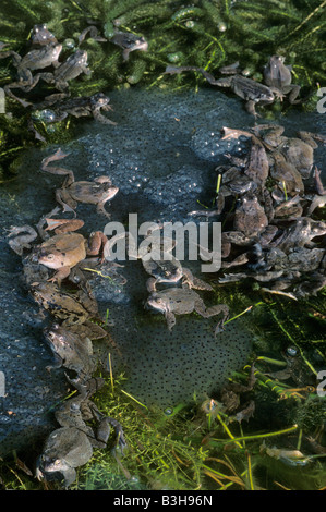 Mass of Common Frogs in a garden pond, with spawn, during the mating ...