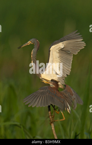 Image of a Tricolored Heron perched on a branch in the Altahama WMA with a juvenile begging for food Stock Photo