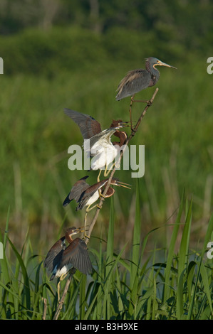 Image of a Tricolored Heron Perched on a branch with 3 juveniles below him begging for food Photograph taken in Altahama WMA Stock Photo