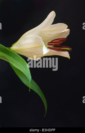 Single white lily on black background with space around subject for copy or graphic. Stock Photo