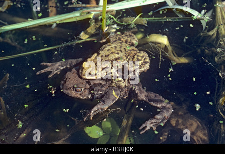 Common toad Bufo bufo pair in amplexus and spawning at the surface of a pond Stock Photo